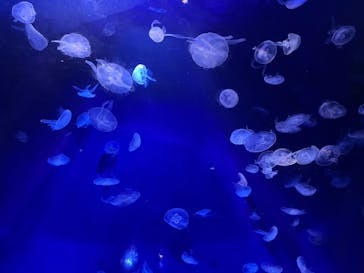 サンシャイン水族館に投稿された画像（2022/10/23）