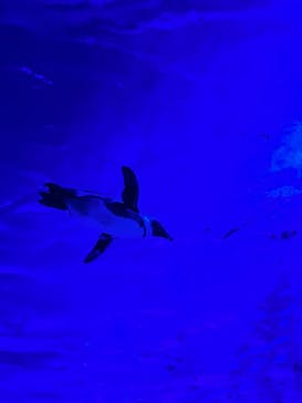 サンシャイン水族館に投稿された画像（2022/10/23）