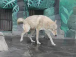天王寺動物園に投稿された画像（2022/10/24）