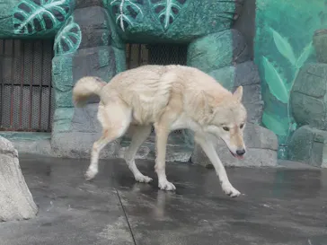 天王寺動物園に投稿された画像（2022/10/23）