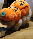 猫カフェモカ　新宿店に投稿された画像（2022/10/24）