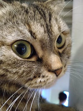 猫カフェモカ　新宿店に投稿された画像（2022/10/23）