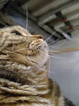 猫カフェモカ　新宿店に投稿された画像（2022/10/23）