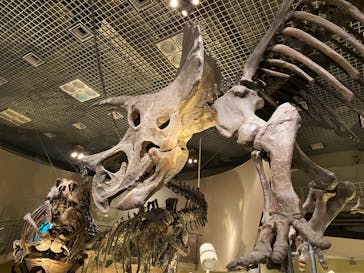 国立科学博物館に投稿された画像（2022/10/23）