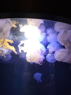 串本海中公園水族館に投稿された画像（2022/10/23）