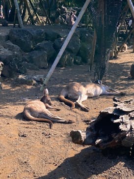 伊豆シャボテン動物公園に投稿された画像（2022/10/23）