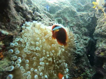 武藤潜水に投稿された画像（2022/10/24）