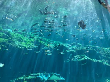 九十九島水族館海きららに投稿された画像（2022/10/24）