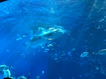 沖縄美ら海水族館に投稿された画像（2022/10/24）