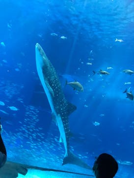 沖縄美ら海水族館に投稿された画像（2022/10/24）