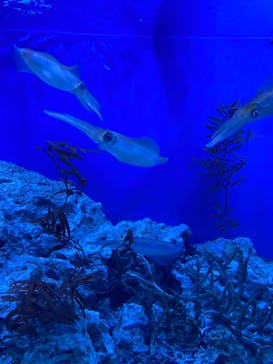 サンシャイン水族館に投稿された画像（2022/10/24）