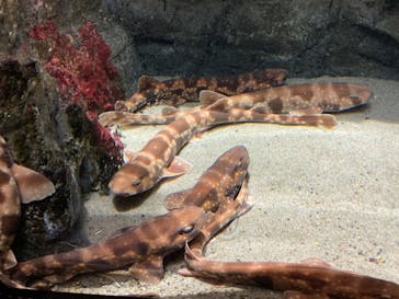 上越市立水族博物館 うみがたりに投稿された画像（2022/10/24）