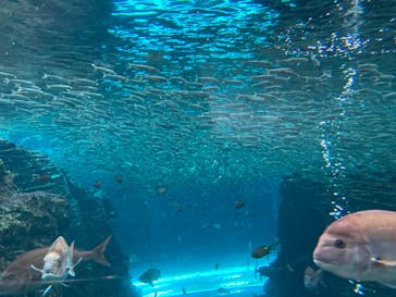 上越市立水族博物館 うみがたりに投稿された画像（2022/10/24）