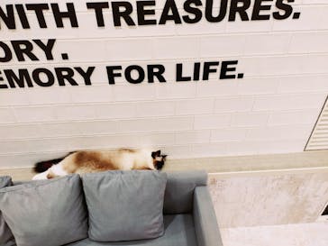 猫カフェモカ　町田ジョルナ店に投稿された画像（2022/10/24）