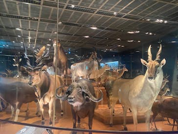 国立科学博物館に投稿された画像（2022/10/24）