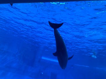 名古屋港水族館に投稿された画像（2022/10/24）