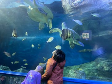 しながわ水族館に投稿された画像（2022/10/25）