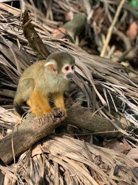 石垣やいま村に投稿された画像（2022/10/25）