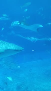沖縄美ら海水族館に投稿された画像（2022/10/25）