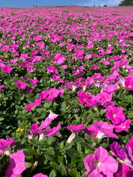 マザー牧場に投稿された画像（2022/10/25）