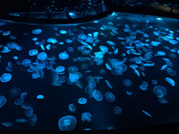 すみだ水族館に投稿された画像（2022/10/25）