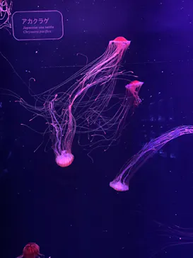 すみだ水族館に投稿された画像（2022/10/25）