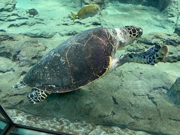 名古屋港水族館に投稿された画像（2022/10/25）