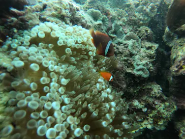 武藤潜水に投稿された画像（2022/10/26）