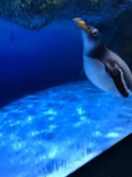 横浜・八景島シーパラダイスに投稿された画像（2022/10/26）