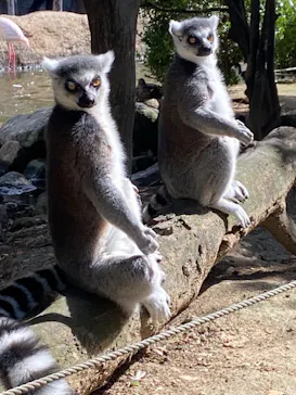 神戸どうぶつ王国に投稿された画像（2022/10/26）