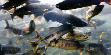 サケのふるさと 千歳水族館に投稿された画像（2022/10/26）