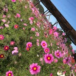 農業公園信貴山のどか村に投稿された画像（2022/10/26）