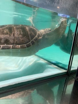 マリンワールド海の中道に投稿された画像（2022/10/26）