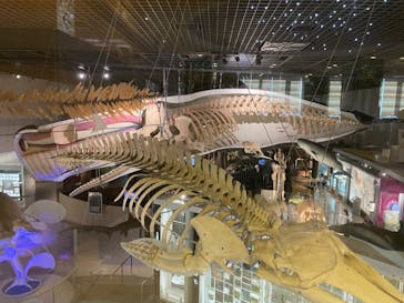 国立科学博物館に投稿された画像（2022/10/26）