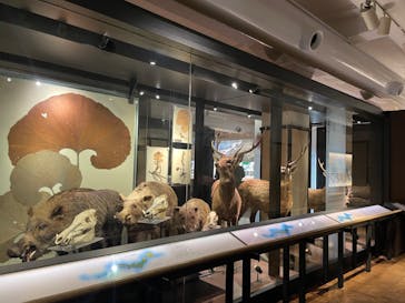 国立科学博物館に投稿された画像（2022/10/26）