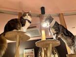 猫カフェモカ 名古屋栄店に投稿された画像（2022/10/27）