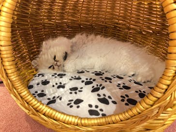 猫カフェモカ 名古屋栄店に投稿された画像（2022/10/26）