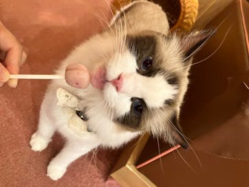 猫カフェモカ 名古屋栄店に投稿された画像（2022/10/26）