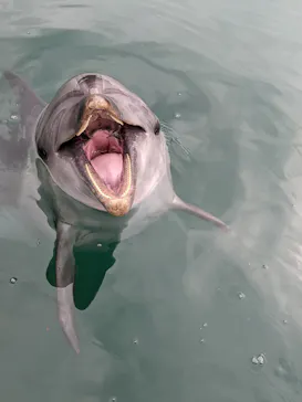 うみたま体験パーク 「つくみイルカ島」に投稿された画像（2022/10/27）