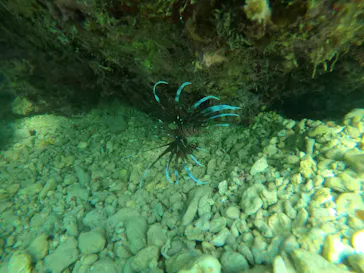 武藤潜水に投稿された画像（2022/10/27）