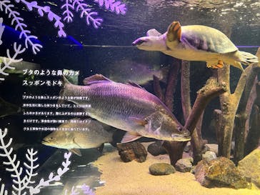 カワスイ 川崎⽔族館に投稿された画像（2022/10/27）