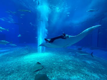 沖縄美ら海水族館に投稿された画像（2022/10/27）