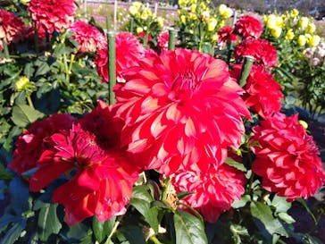 なばなの里に投稿された画像（2022/10/28）