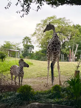 天王寺動物園に投稿された画像（2022/10/28）