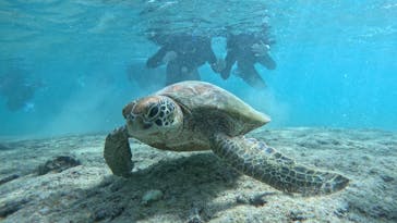 宮古島 ADVENTURE PiPi（ミヤコジマ アドベンチャー ピピ）に投稿された画像（2022/10/28）