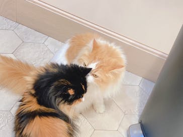 猫カフェモカ　イオンモール幕張新都心店に投稿された画像（2022/10/28）