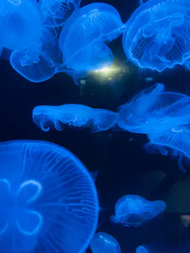 横浜・八景島シーパラダイスに投稿された画像（2022/10/28）