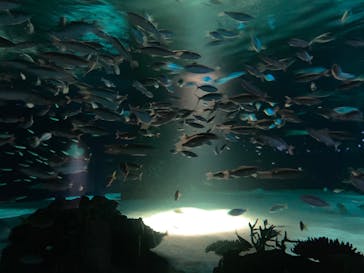 サンシャイン水族館に投稿された画像（2022/10/29）