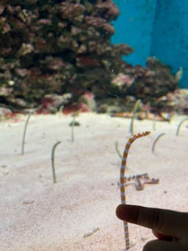 島根県立 しまね海洋館に投稿された画像（2022/10/29）