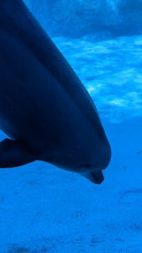 名古屋港水族館に投稿された画像（2022/10/29）